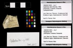 Foto (Objekt + Etiketten) von Galatheites zitteli (Moericke, 1889) 